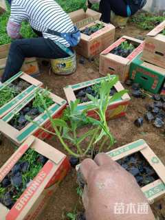 高度15厘米马鞭草