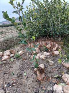 高度30厘米油茶