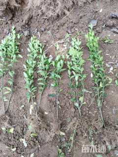 高度45厘米大叶黄杨