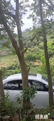 24公分朴树