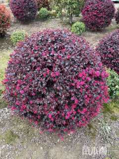冠幅150厘米红花继木球
