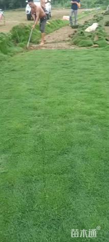 草卷状百慕大草