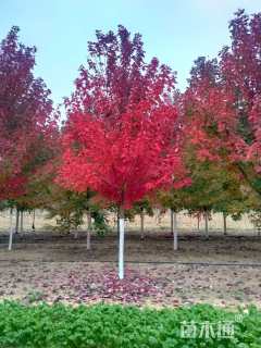 18公分美国红枫-红点