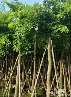 5公分黄花梨