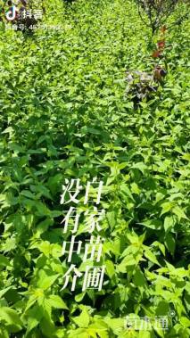 高度60厘米棣棠