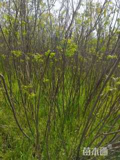 高度180厘米紫穗槐