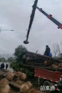 裸干高500厘米棕榈