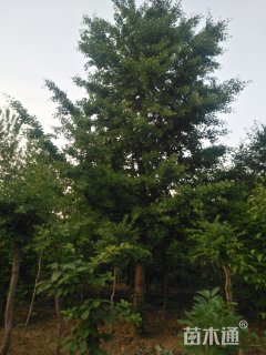 25公分银杏