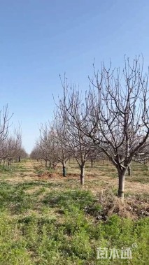 11公分八棱海棠