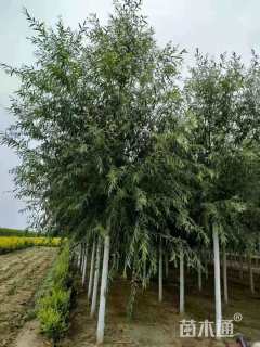 18公分快柳