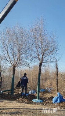 15公分金叶榆