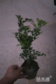 高度20厘米米兰