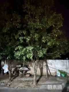 20公分桂花