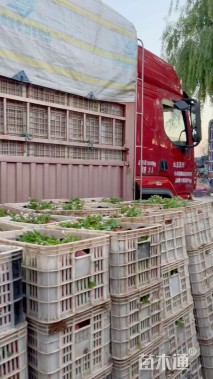 高度20厘米夏堇