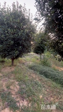 15公分红叶石楠