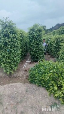 3公分垂榕