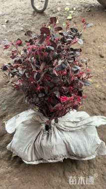 高度35厘米红花继木