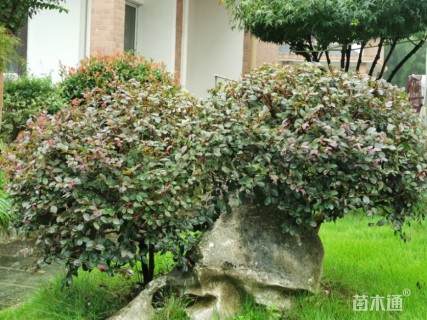 冠幅80厘米红花继木球