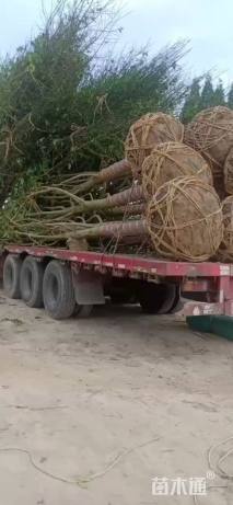 18公分乐昌含笑