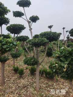 高度300厘米卫矛