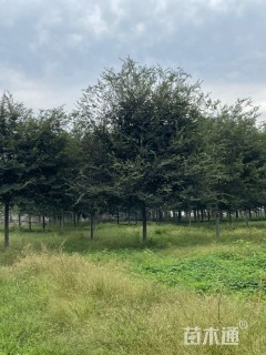 15公分榉树