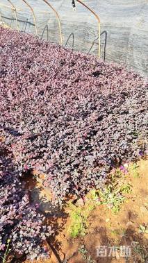 高度30厘米红花继木