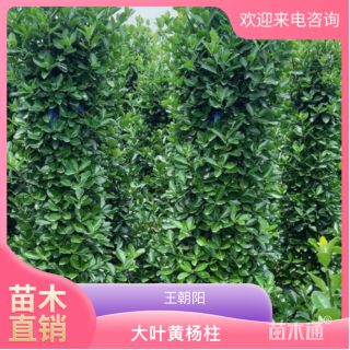 高度150厘米大叶黄杨柱