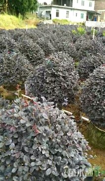 冠幅60厘米红花继木球