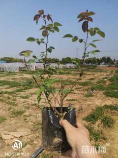 高度30厘米欧洲月季