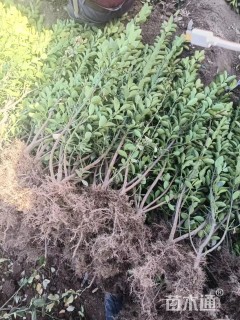 高度150厘米北海道黄杨