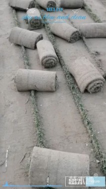 草卷状四季青草坪