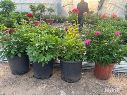 高度30厘米芍药