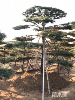 15公分造型松
