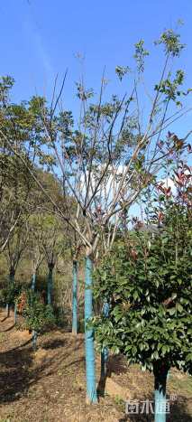 14.15公分栾树