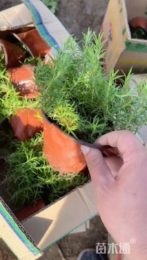 高度20厘米丛生福禄考