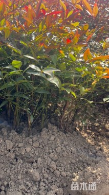 高度24厘米南天竹