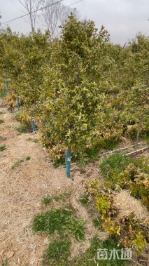 高度300厘米瓜子黄杨