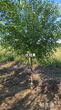 6公分文冠果