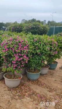 高度60厘米三角梅