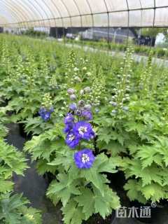 高度50厘米飞燕草