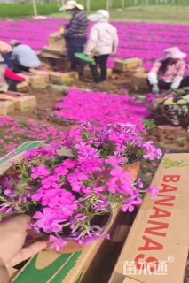 高度15厘米福禄考