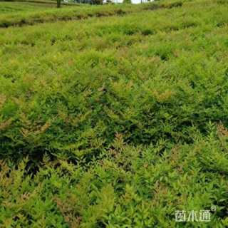 高度40厘米火焰南天竹