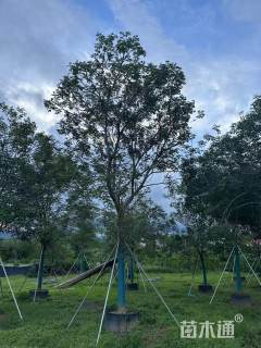 15公分黄花风铃木