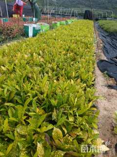 高度20厘米洒金珊瑚