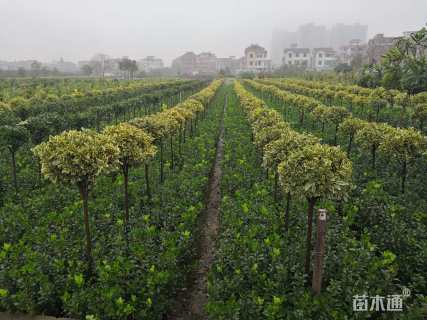 高度1.2厘米金边黄杨