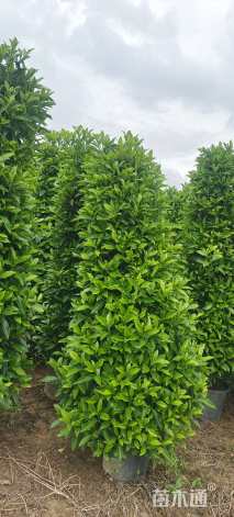 高度180厘米非洲茉莉