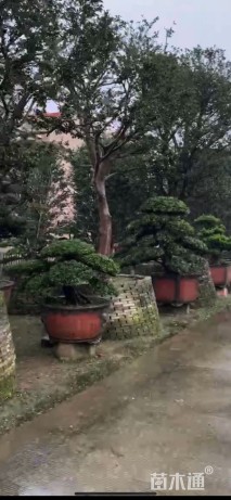 容器苗造型罗汉松