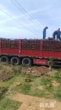 草毯状百慕大草