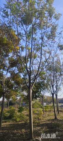 15公分栾树