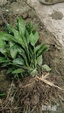 高度40厘米洒金珊瑚小苗